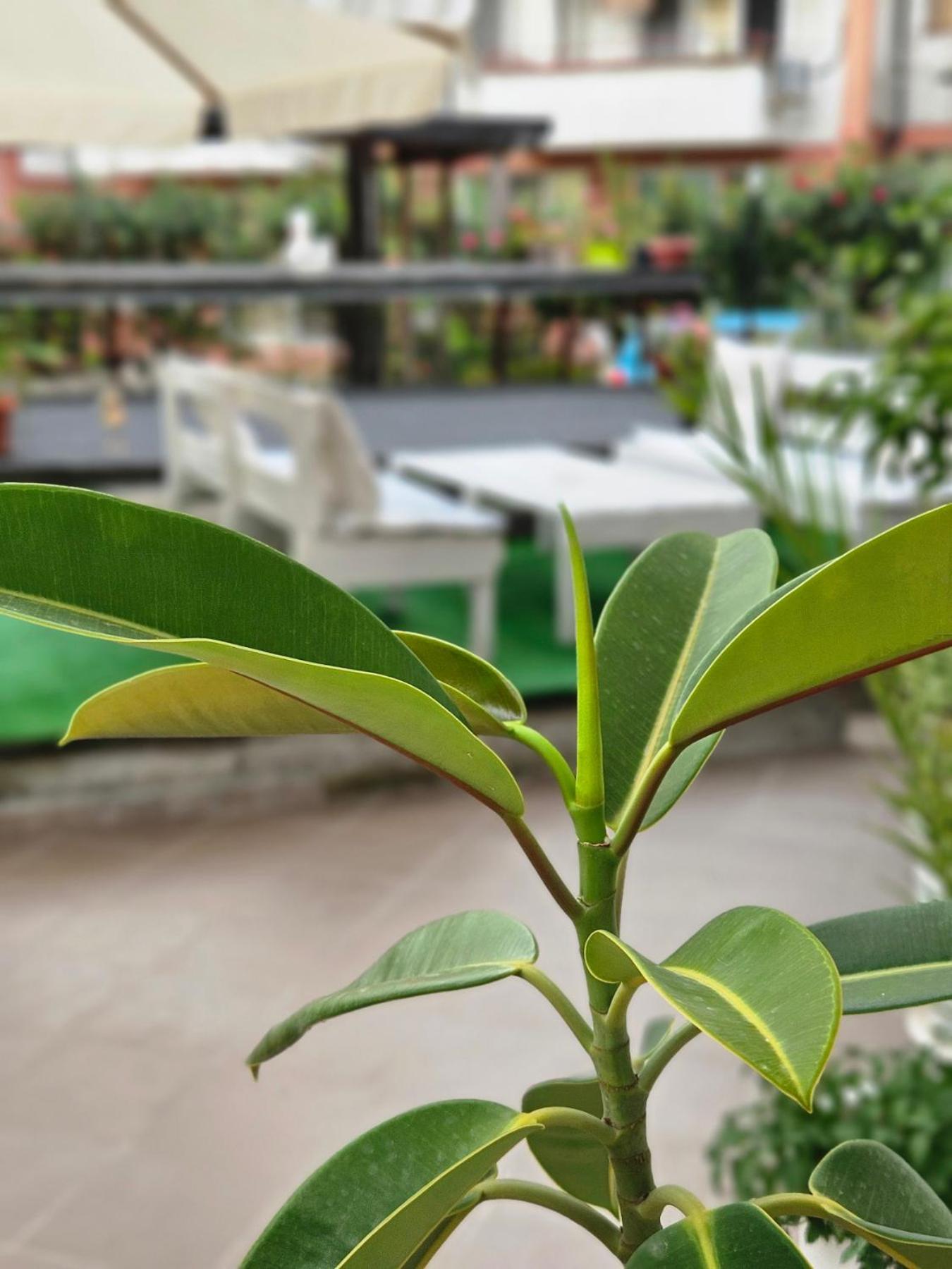 Guest House Petrovi رافدا المظهر الخارجي الصورة
